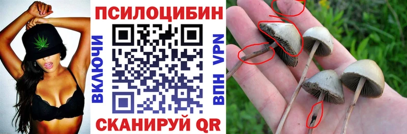 Галлюциногенные грибы Cubensis Псков